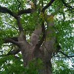 Szálloda Le Domaine De La Briandais, Experience De Sobriete Electromagnetique 3*