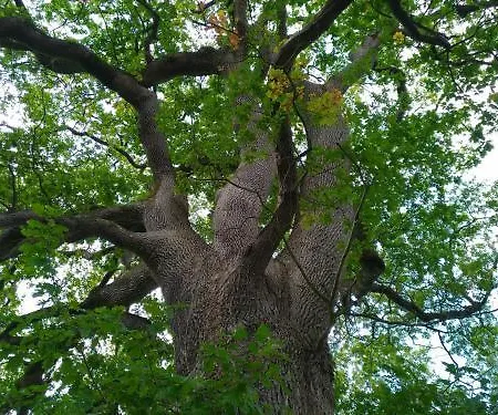 Ξενοδοχείο Le Domaine De La Briandais, Experience De Sobriete Electromagnetique 3*